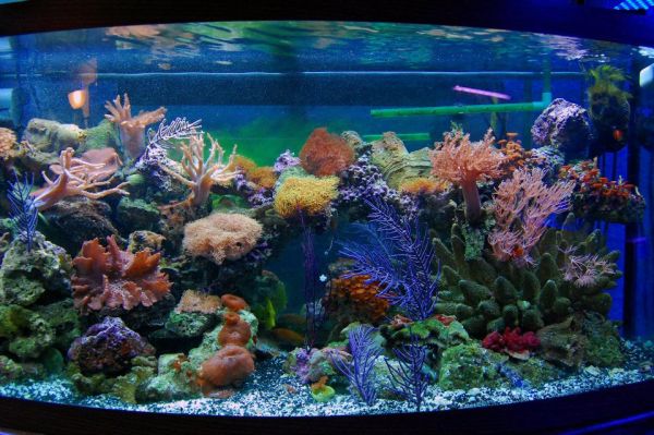 picture of colored aquarium pebbles in a fish tank