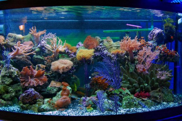 Buy INNOVATIVE MARINE Siphon Tube Screen For Aquariums, Gravel