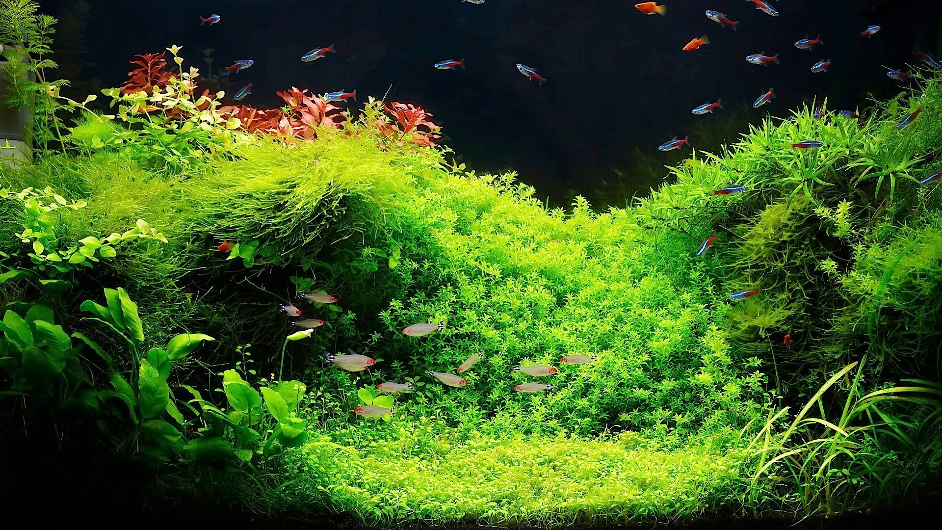 picture of fish tank plants