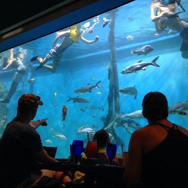 picture of a fish tank in a restaurant